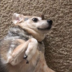 Meet your Posher, Diego